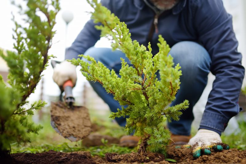 Ground Cover Planting in Honolulu, HI
