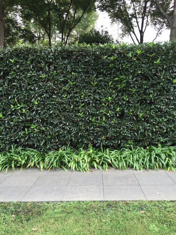Hedge Installation in Ventura County, CA