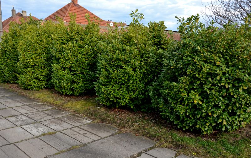 Hedge Installation in Ventura County, CA