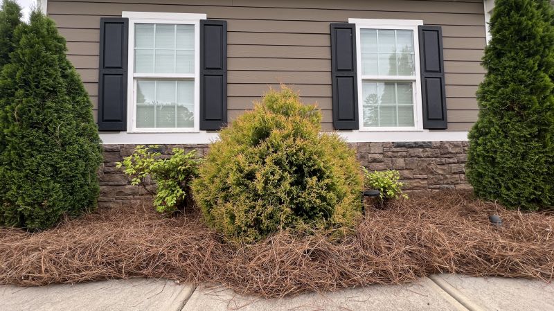Hedge Planting in Honolulu, HI