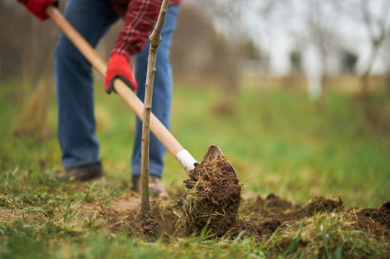 Japanese Maple Planting in Ventura County, CA