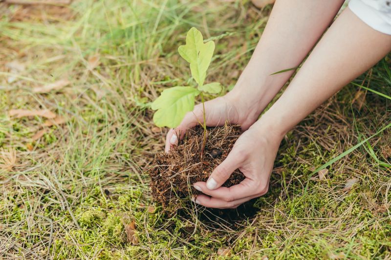 Japanese Maple Planting in Ventura County, CA