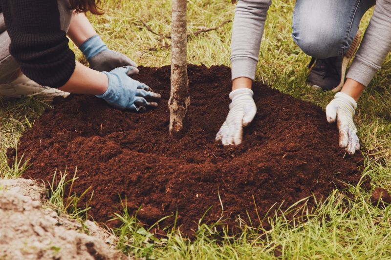 Japanese Maple Planting in Honolulu, HI