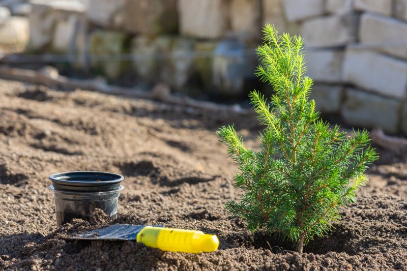 Maple Tree Planting in Ventura County, CA