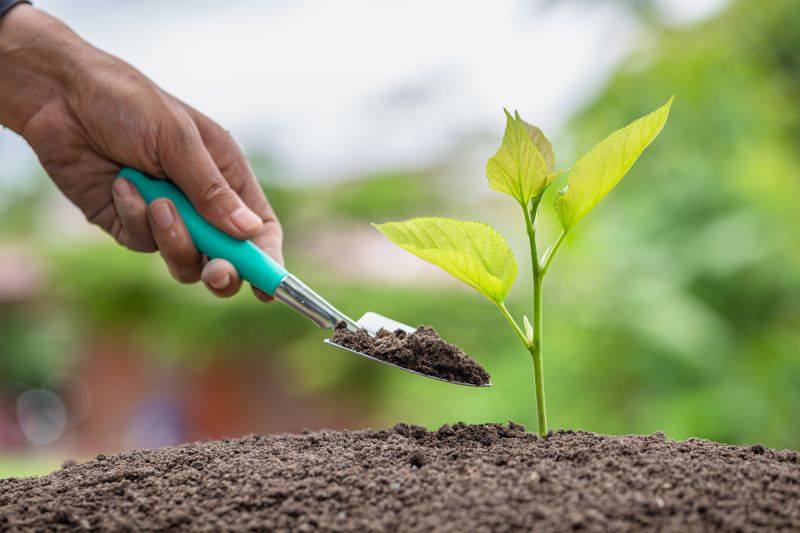 Maple Tree Planting in Honolulu, HI