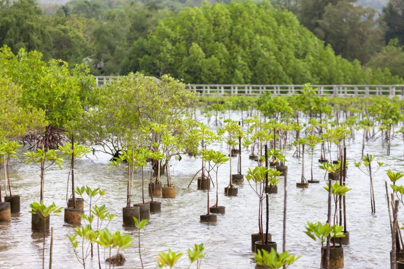 Orchard Planting in Ventura County, CA