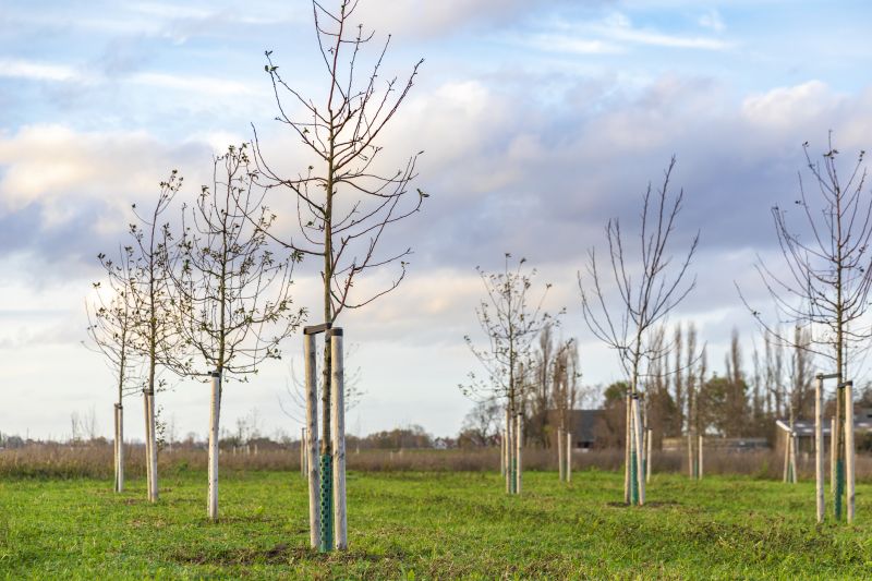 Ornamental Tree Planting in Ventura County, CA