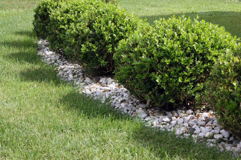 Privacy Shrub Planting in Ventura County, CA