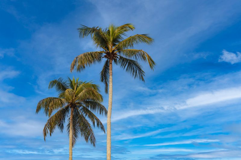 Privacy Trees Planting in Honolulu, HI