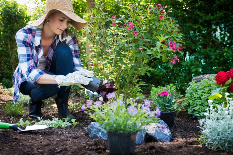 Rose Bush Planting in Honolulu, HI