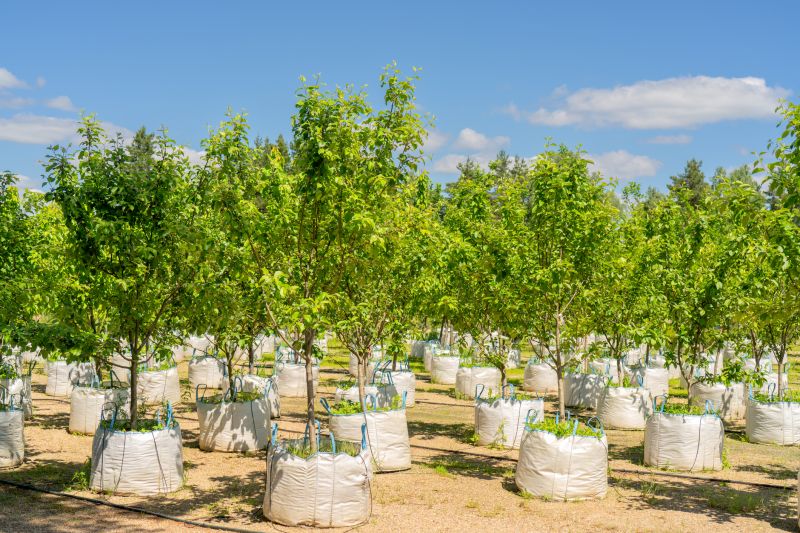 Apple Tree Planting in Ventura County, CA