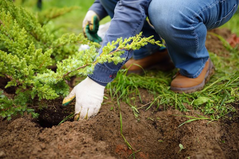 Fruit Tree Planting in Honolulu, HI